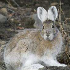 Преждевременно побелевшие канадские зайцы не стали легкой добычей для хищников