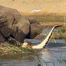 Как слониха защищала своего детеныша от крокодила