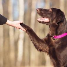 Собаки оказались способны вычленять слова из непрерывного потока речи