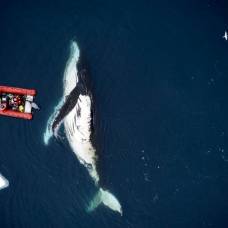Сколько пищи съедают самые крупные киты