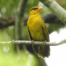 Орнитологи описали новый род и вид яркоокрашенных птиц из боливии и перу