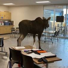 Дикий лось сорвал уроки в школе