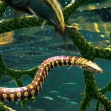 Животное, которое считали предком змеи, оказалось морской ящерицей