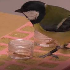 Птицы оказались способны к самоконтролю в пищевом поведении