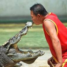Крокодил из китая побоялся выйти на берег и утонул