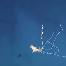 Посмотрите на таинственного кальмара, которого ученые видели меньше 20 раз