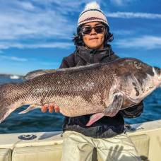 Рыболов поймал губана-таутогу рекордного размера