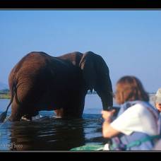 Слон из-под воды