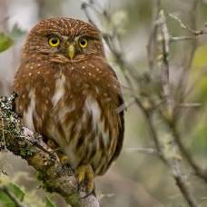 Рыжий воробьиный сычик (лат. glaucidium brasilianum)