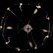 Ученые подсветили нервную систему медузы и «прочитали» ее мысли