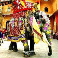 Фестиваль слонов в джайпуре