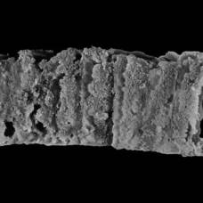 Бронированный червь возрастом 400 миллионов лет назван в честь меча короля артура