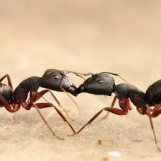 Для чего муравьи обмениваются рвотой