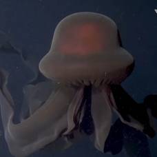 Морские биологи сняли редкую хищную медузу с десятиметровыми щупальцами