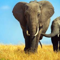 Пожилые слоны сдерживают агрессию молодых самцов