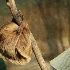 Почему ленивцы часто висят вниз головой?
