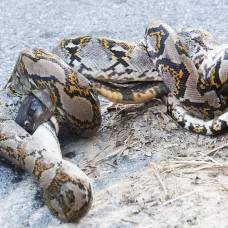Королевская кобра вступила в смертельную схватку с питоном