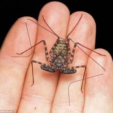 Фрин - жгутоногий паук, похожий на скорпиона