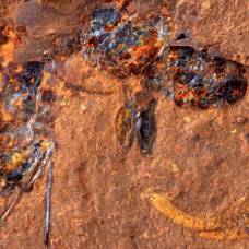 Потрясающие окаменелости насекомых, рыб и растений обнаружены в австралии