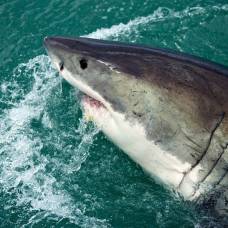 Фазы луны влияют на агрессивность акул