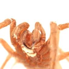 Червя, паразитирующего на тарантулах, назвали в честь актера джеффа дэниэлса