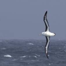 Альбатросы нырнули на рекордные девятнадцать метров