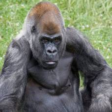 Самый старый в мире самец гориллы умер в 60-летнем возрасте