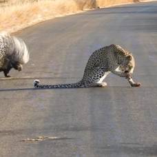 Как дикобраз преподал урок леопарду