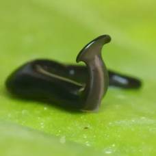 Исследователи обнаружили загадочного плоского червя-«пришельца»