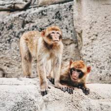 Из-За стресса обезьяны стареют быстрее