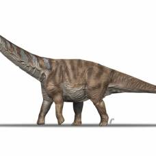 Ученые описали обнаруженный в пиренеях новый вид крупного титанозавра