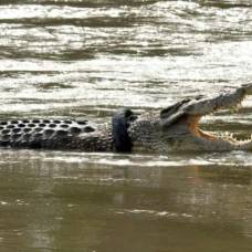 Индонезийского крокодила освободили от шины на шее после шести лет неудачных попыток