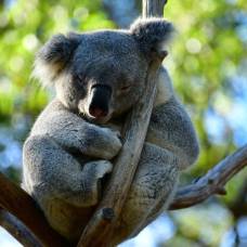 Коал в австралии объявили вымирающим видом