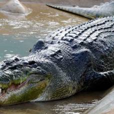 Самый крупный морской крокодил умер из-за стресса после того, как съел рыбака и школьницу