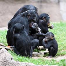 Бонобо испытывают сильный стресс при появлении братьев и сестер