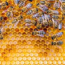 Зачем пчелы делают больше меда, чем им нужно?