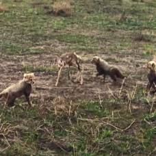 Как три малыша-гепарда охотились на детеныша газели
