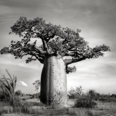 Фотограф снимает древние баобабы до того, как они исчезнут