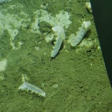 В чилийском желобе на глубине 8000 метров обнаружили неизвестные микроорганизмы