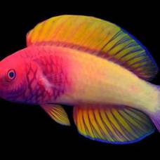 Ученые обнаружили на мальдивах новые виды рыб радужного цвета