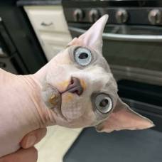 Забавные животные, пойманные за кражей еды