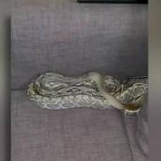 Двухметровая змея забралась в чужой дом и спряталась в диване