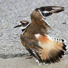 Склонность птиц притворяться ранеными ради защиты гнезда от хищников оказалась широко распространенной