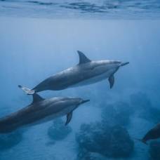 У дельфинов-друзей синхронизируется дыхание