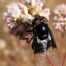 Жжж-Опыление (buzz pollination)