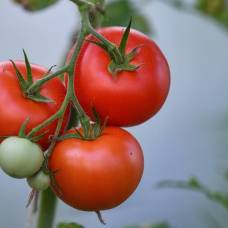 Какие сорта томатов самые урожайные?