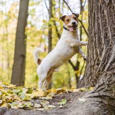 Зачем собаки метят деревья, уже меченные другими собаками?