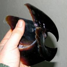 Гигантские челюсти головоногого моллюска nanaimoteuthis hikidai