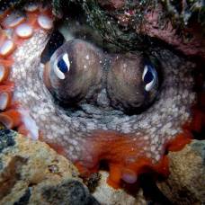 Мрачный осьминог, или обыкновенный сиднейский осьминог (лат. octopus tetricus)