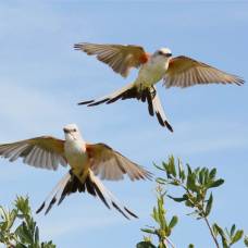 Длиннохвостый тиранн (лат. tyrannus forficatus)